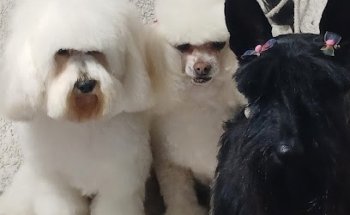 Estetica canina pitbull