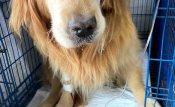 Centro Veterinario Aculco