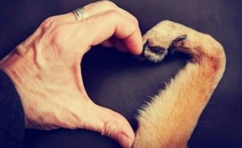 Veterinaria Le Chien