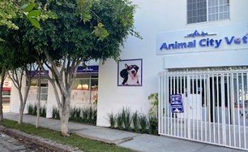 Veterinarian Animal Hospital CityVet