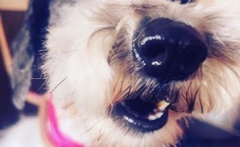 Veterinaria El Gato Azul