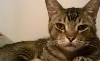 Clínica para Perros y Gatos Dra Velazquez