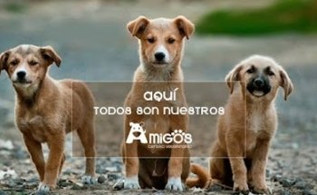 Centro Veterinario Amigos