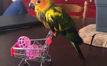 El Nuevo Gallo De Oro