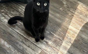 Veterinary clinic Dr. Lizeth