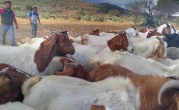 Consultorio veterinario CORBAN