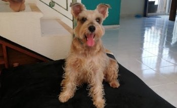 Pets & Vets Central veterinaria (Mundo animal)