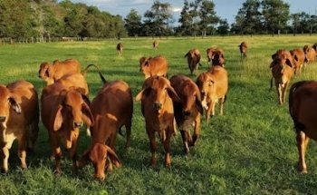 Veterinaria La laguna