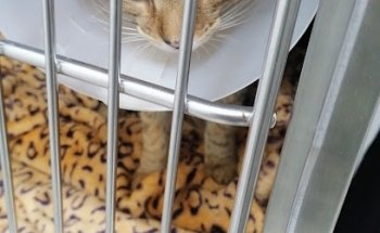 Clinica Veterinaria Pabellon Bosques