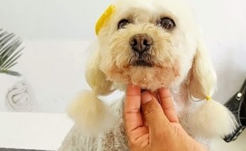 Veterinaria Perros Y Gatos Xalapa