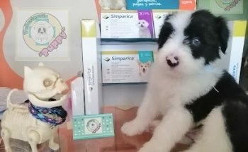 Veterinaria Puppy