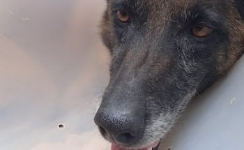 Consultorio Veterinario