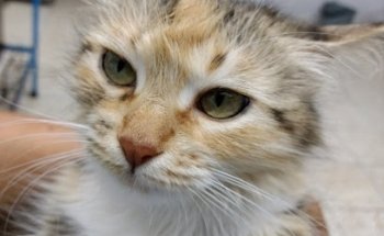 Veterinaria Animal's Spa