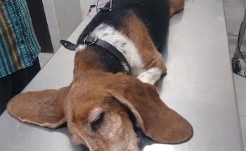 VETERINARIA y ESTETICA CANINA 