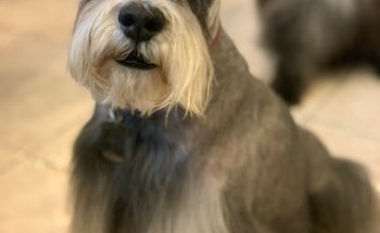 SERVICIOS VETERINARIOS RODRIGUEZ