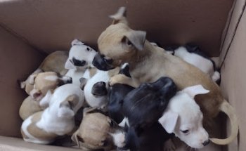 Veterinaria Palomar San Pedrito