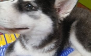 Veterinaria El Llano