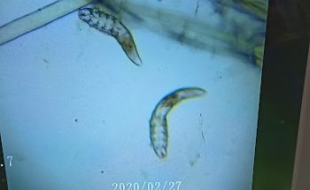 Consultorio Veterinario Cergom Villa Del Carbón