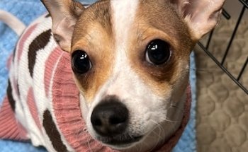 GRANERO VETERINARIA LOS ALAZANES