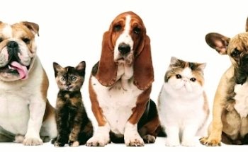 Clínica Veterinaria Animal Health