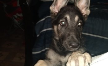 Veterinaria del Centro