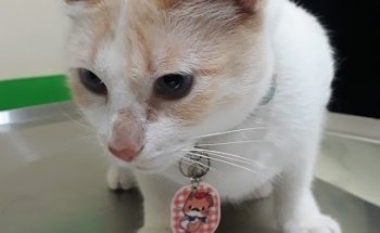 Clínica Integral Veterinaria Santa Lucía