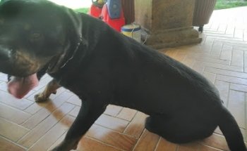 Eina Pets - Veterinaria