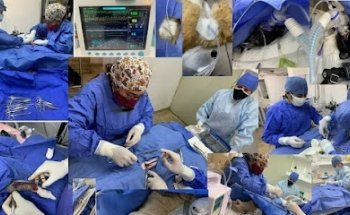 Clínica Veterinaria Peques