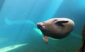 MVZ, acuario y estética canina