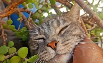 San Francisco Veterinary