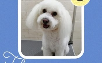 Veterinaria Pet's Anatomy