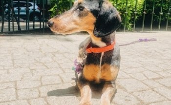 Figaro Barber Canina