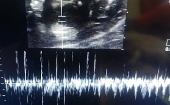 Hospital Veterinario Xolo