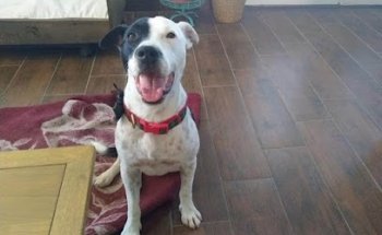 Veterinaria pet's family