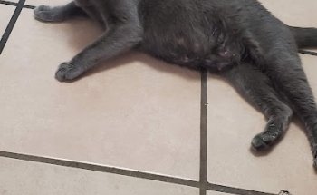 Veterinaria Jessica Roman's The Well Pet