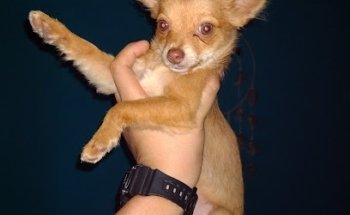 Veterinaria Mundo Kan