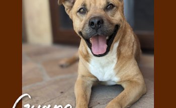Los Cabos Humane Society