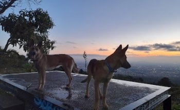 Clínica Veterinaria Real