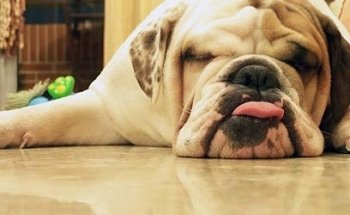 Veterinario Horacio Quiñones