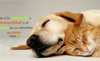 Central Vet - Veterinario