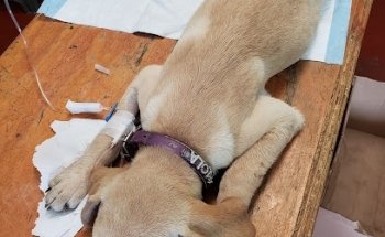 Farmacia Veterinaria Ixtlilton