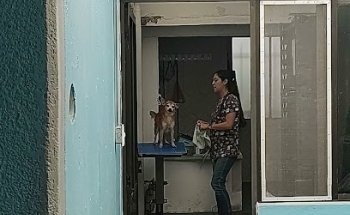 Clínica veterinaria Carrillo