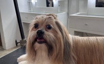 Veterinaria & Estética Canina La Mexicana