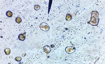 Farmacia y Clínica Veterinaria 