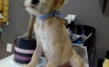 Clínica Veterinaria Pet Care JS