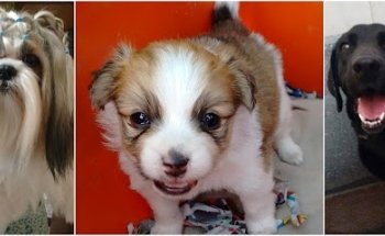 Veterinaria Magic Pets