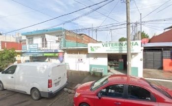 Veterinaria Animal Vet