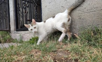 Dog-House Servicio Veterinario