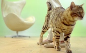 Clínica Veterinaria VETTER