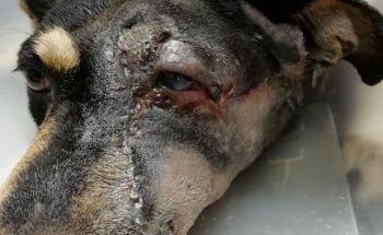 Veterinaria S.O.S. Mascotas